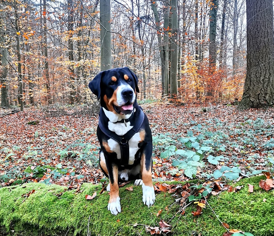 Multi-Champion Orbit vom Schwoaten Pad