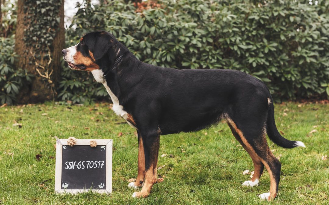Greta ist Zuchthündin im SSV